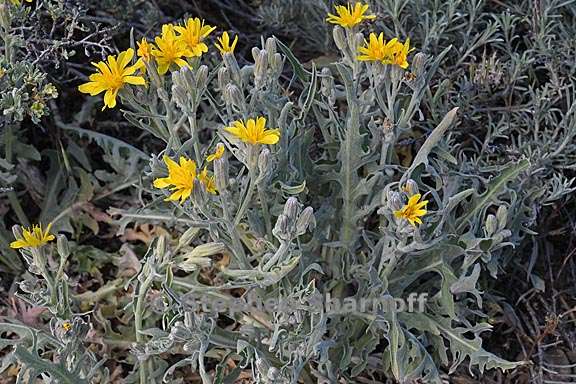 crepis occidentalis ssp pumila 2 graphic